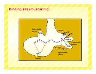 Binding site (muscarinic)




              hydrophobic
              pocket                      Trp-307
                                                      Asp311
                      CH3                                      CH3
                                                   CO 2


                                                  N         CH3
                                                               hydrophobic
               O                   O
                                                               pockets
                                                           CH3
                                       Trp-616
                                                 Trp-613
                       H
                               H
                   O       N               hydrophobic
                                           pocket

                   Asn-617
 