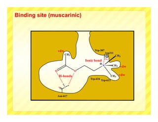 Binding site (muscarinic)




                   vdw                       Trp-307
                                                         Asp311
                           CH3                                    CH3
                                                      CO 2
                                       Ionic bond
                                                     N        CH3   vdw
               O                   O
                    H-bonds                                   CH3   vdw
                                          Trp-616
                                                    Trp-613
                       H
                               H
                   O       N




                   Asn-617
 