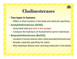 Cholinesterases
   Two types in humans:
     Differs in their location in the body and substrate specificity.
   Acetylcholinesterase (AChE):
     Associated with glial cells in the synapse
     Catalyzes the hydrolysis of Acetylcholine (serine hydrolase)
   Butyrylcholinesterase (BuChE):
     Located in human plasma (also called pseudocholinesterase)
     Broader substrate specificity for esters
     May hydrolyze dietary ester and drug molecules in the blood
 