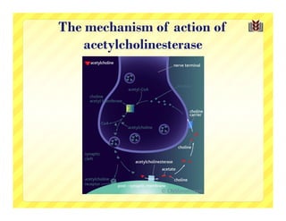 The mechanism of action of
    acetylcholinesterase
 