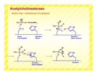 Acetylcholinesterase
 Active site - mechanism of catalysis

                 O




                                                         :
     CH3         C       O   CH2 CH2 NMe3                :O :
                                                                     R
                                      NH           CH3    C     O
                                                                                NH
           :




          :O         H        :N                                         :N
                                                          O
                                                                H


         Serine                        Histidine                              Histidine
         (Nucleophile)                 (Base)                                 (Base catalyst)
          :




          : O:




                                                                :
                         R                                    :O :
   CH3     C     O                                 CH3   C
                                     NH                         OR              NH
                             H N                         O               :N
           O
                                                                     H



                                   Histidine                                    Histidine
                                   Acid catalyst
 