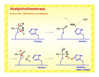 Acetylcholinesterase
Active site - Mechanism of catalysis

                                                                                              H2O

                                                                               ROH
             :

             :O :                                                      O
 CH3     C                                              CH3     C
               OR                      NH                                                NH
         O                   :N                                                   N
                                                               O
                    H



                                       Histidine                                        Histidine


                                                                   _




                                                              :
                                                              : O:
                    O
       CH3    C                                         CH3    C       OH
                             H              NH                                           NH
              O                   :N                                       H     :N
                         O                                     O
                        ::




                             H


                                            Histidine                                 Histidine
                                                                                      Basic catalyst
 