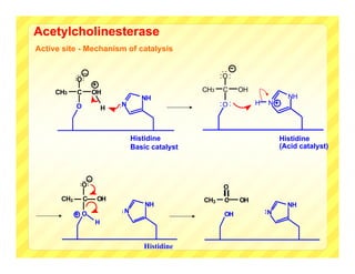 Acetylcholinesterase
Active site - Mechanism of catalysis

                _
            :
            :O :                                            :O :

     CH3    C           OH                            CH3    C     OH
                                        NH                                         NH
            O                   :N                          :O :        H    N
                            H



                                     Histidine                                   Histidine
                                     Basic catalyst                              (Acid catalyst)



                    _
              :




              :O :
                                                             O
      CH3       C        OH                           CH3    C     OH
                                         NH                                        NH
                O               :N
                                                             OH             :N
                        H


                                         Histidine
 