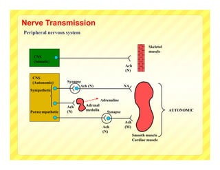 Nerve Transmission
Peripheral nervous system

                                                                   Skeletal
                                                                   muscle
    CNS
    (Somatic)
                                                    Ach
                                                    (N)
   CNS
   (Autonomic)      Synapse
                           Ach (N)                  NA
  Sympathetic

                                       Adrenaline
                    Ach      Adrenal
                    (N)      medulla                                          AUTONOMIC
  Parasympathetic                         Synapse

                                                    Ach
                                        Ach         (M)
                                        (N)
                                                          Smooth muscle
                                                          Cardiac muscle
 