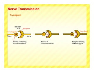 Nerve Transmission
    Synapses



          100-500A
                     Receptors

Nerve impulse                                                       New signal


Nerve                         Nerve


        Vesicles containing           Release of          Receptor binding
        neurotransmitters             neurotransmitters   and new signal
 