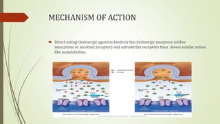 MECHANISM OF ACTION
 Direct acting cholinergic agonists binds to the cholinergic receptors (either
muscarinic or nicotinic receptor) and activate the receptors then shows similar action
like acetylcholine.
 