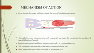 MECHANISM OF ACTION
 Reversible cholinesterase inhibitors binds at the active of cholinesterase enzyme.
 Acetylcholine reacts with water in the body very rapidly and makes the esteratic site become free with
in a milli fraction of second.
 Drugs binds in this site and forms drug-enzyme complex or carbamated enzyme.
 This carbamated enzyme reacts slowly and releases slowly in the NMJ.
 More amount of Acetylcholine is available in the synaptic cleft.
 