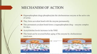 MECHANISM OF ACTION
 Organophosphate drugs phosphorylate the cholinesterase enzyme at the active site
of serine.
 They form acovalent bond with the enzyme permanently.
 This permanent covalent bond forms a organophosphate drug – enzyme complex
for days.
 Acetylcholine levels increases in the NMJ.
 This bond can be reversed before aging of the enzyme by cholinesterase
reactivator.
 