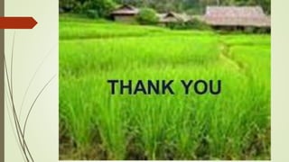 CHOLINERGIC AGONISTS