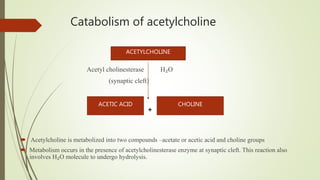 Catabolism of acetylcholine
Acetyl cholinesterase H₂O
(synaptic cleft)
+
 Acetylcholine is metabolized into two compounds –acetate or acetic acid and choline groups
 Metabolism occurs in the presence of acetylcholinesterase enzyme at synaptic cleft. This reaction also
involves H₂O molecule to undergo hydrolysis.
ACETYLCHOLINE
ACETIC ACID CHOLINE
 