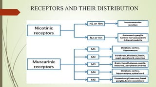 RECEPTORS AND THEIR DISTRIBUTION
 