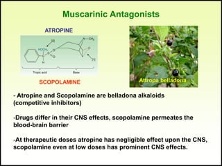 Cholinergic System -
Antagonists
Nicotinic Parasympatholytics
Nondepolarizing blockers
• Curare:
– Plant derived arrow poi...