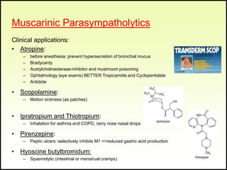 Cholinergic System -
Antagonists
Nicotinic Parasympatholytics
Nondepolarizing blockers
Synthetic quarternary ammonium comp...