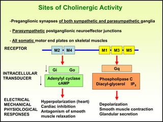 Sites of Cholinergic Activity
-Preganglionic synapses of both sympathetic and parasympathetic ganglia
- Parasympathetic po...