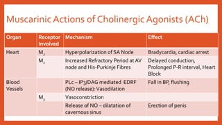 MuscarinicActions of CholinergicAgonists (ACh)
Organ Receptor
Involved
Mechanism Effect
Heart M2 Hyperpolarization of SA Node Bradycardia, cardiac arrest
M2 Increased Refractory Period at AV
node and His-Purkinje Fibres
Delayed conduction,
Prolonged P-R interval, Heart
Block
Blood
Vessels
PLc – IP3/DAG mediated EDRF
(NO release):Vasodilation
Fall in BP, flushing
M3 Vasoconstriction
Release of NO – dilatation of
cavernous sinus
Erection of penis
 