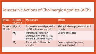 MuscarinicActions of Cholinergic Agonists (ACh)
Organ Receptor
Involved
Mechanism Effects
Smooth
Muscle
M3 + M2 Increased tone and peristalsis
of GIT, sphincters relaxed
Abdominal cramps, evacuation of
bowels
M3 Increased peristalsis in
ureters, detrusor contracts,
trigone & sphincter relaxes
Voiding of bladder
M3 Constriction of bronchial
muscles
Bronchospams, dyspnoea,
asthamatic attack
 