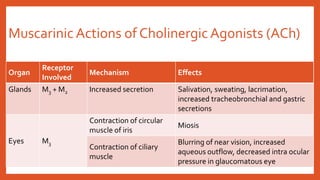 MuscarinicActions of Cholinergic Agonists (ACh)
Organ
Receptor
Involved
Mechanism Effects
Glands M3 + M2 Increased secretion Salivation, sweating, lacrimation,
increased tracheobronchial and gastric
secretions
Eyes M3
Contraction of circular
muscle of iris
Miosis
Contraction of ciliary
muscle
Blurring of near vision, increased
aqueous outflow, decreased intra ocular
pressure in glaucomatous eye
 