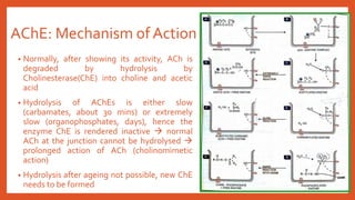AChE: Mechanism of Action
• Normally, after showing its activity, ACh is
degraded by hydrolysis by
Cholinesterase(ChE) into choline and acetic
acid
• Hydrolysis of AChEs is either slow
(carbamates, about 30 mins) or extremely
slow (organophosphates, days), hence the
enzyme ChE is rendered inactive  normal
ACh at the junction cannot be hydrolysed 
prolonged action of ACh (cholinomimetic
action)
• Hydrolysis after ageing not possible, new ChE
needs to be formed
 