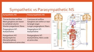 Sympathetic vs Parasympathetic NS
Sympathetic NS Parasympathetic NS
Thoracolumbar outflow
Most ganglions are nearer
to vertebral column
Shorter preganlionic fibres
Craniosacral outflow
Ganglions are within or near
to target organ
Longer preganglionic fibers
Preganglionic NT:
Acetylcholine
Preganglionic NT:
Acetylcholine
Postganlionic NT:
Norepinephrine
(Noradrenaline);
Acetylcholine at some sites
Postganglionic NT:
Acetylcholine; Nitric oxide
at some sites
 