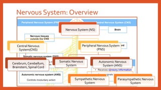 Nervous System: Overview
Nervous System (NS)
Central Nervous
System(CNS)
Cerebrum, Cerebellum,
Brainstem, Spinal Cord
Peripheral Nervous System
(PNS)
Somatic Nervous
System
Autonomic Nervous
System (ANS)
Sympathetic Nervous
System
Parasympathetic Nervous
System
 