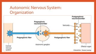 Autonomic Nervous System:
Organization
 