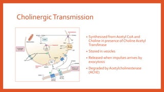 CholinergicTransmission
• Synthesised from Acetyl CoA and
Choline in presence of Choline Acetyl
Transferase
• Stored in vesicles
• Released when impulses arrives by
exocytosis
• Degraded by Acetylcholinesterase
(AChE)
 
