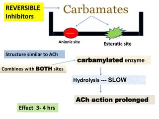 Anionic site Esteratic site
REVERSIBLE
Inhibitors
Combines with BOTH sites
carbamylated enzyme
Hydrolysis --- SLOW
ACh action prolonged
Structure similar to ACh
Effect 3- 4 hrs
 