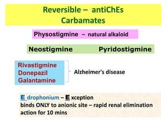Reversible – antiChEs
Carbamates
Physostigmine – natural alkaloid
Neostigmine Pyridostigmine
Rivastigmine
Donepazil
Galantamine
Alzheimer's disease
E drophonium – E xception
binds ONLY to anionic site – rapid renal elimination
action for 10 mins
 