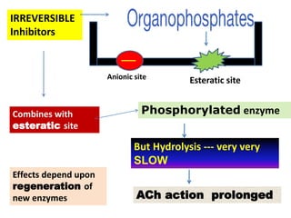 Anionic site Esteratic site
IRREVERSIBLE
Inhibitors
Combines with
esteratic site
Phosphorylated enzyme
But Hydrolysis --- very very
SLOW
ACh action prolonged
Effects depend upon
regeneration of
new enzymes
 