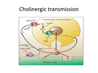 Cholinergic transmission
 