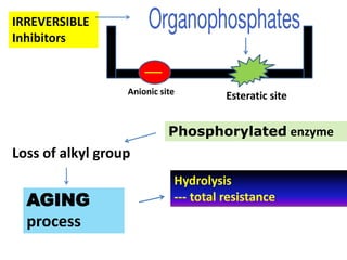 Anionic site Esteratic site
IRREVERSIBLE
Inhibitors
Phosphorylated enzyme
Hydrolysis
--- total resistance
Loss of alkyl group
AGING
process
 