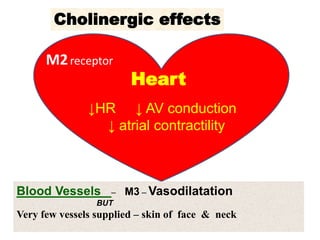 Heart
↓HR ↓ AV conduction
↓ atrial contractility
Cholinergic effects
M2receptor
Blood Vessels – M3 – Vasodilatation
BUT
Very few vessels supplied – skin of face & neck
 