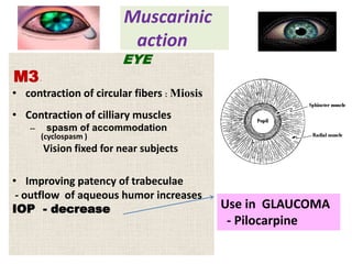 Muscarinic
action
EYE
M3-
• contraction of circular fibers : Miosis
• Contraction of cilliary muscles
-- spasm of accommodation
(cyclospasm )
Vision fixed for near subjects
• Improving patency of trabeculae
- outflow of aqueous humor increases
IOP - decrease Use in GLAUCOMA
- Pilocarpine
 