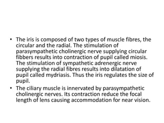 • The iris is composed of two types of muscle fibres, the
circular and the radial. The stimulation of
parasympathetic cholinergic nerve supplying circular
fibbers results into contraction of pupil called miosis.
The stimulation of sympathetic adrenergic nerve
supplying the radial fibres results into dilatation of
pupil called mydriasis. Thus the iris regulates the size of
pupil.
• The ciliary muscle is innervated by parasympathetic
cholinergic nerves. Its contraction reduce the focal
length of lens causing accommodation for near vision.
 