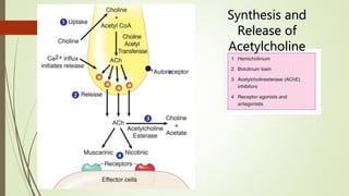 Synthesis and
Release of
Acetylcholine
 
