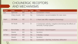 Organ Area Receptor Type Effect
Eye Sphincter M3 Gq Contraction—miosis
Ciliary muscle M3 Gq Contraction—accommodation for near vision
Heart SA Node M2 Gi ↓ Heart rate (HR)—negative chronotropy
AV Node M2 Gi ↓ Conduction velocity—negative dromotropy No effects on
ventricles, Purkinje system
Lungs Bronchioles M3 Gq Contraction—bronchospasm
Glands M3 Gq Secretion
GI Tract Stomach M3 Gq ↑ Motility—cramps
Glands M3 Gq Secretion
Intestine M3 Gq Contraction—diarrhea, involuntary defecation
CHOLINERGIC RECEPTORS
AND MECHANISMS
 