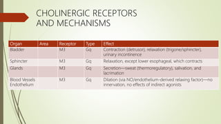 Organ Area Receptor Type Effect
Bladder M3 Gq Contraction (detrusor), relaxation (trigone/sphincter),
urinary incontinence
Sphincter M3 Gq Relaxation, except lower esophageal, which contracts
Glands M3 Gq Secretion—sweat (thermoregulatory), salivation, and
lacrimation
Blood Vessels
Endothelium
M3 Gq Dilation (via NO/endothelium-derived relaxing factor)—no
innervation, no effects of indirect agonists
CHOLINERGIC RECEPTORS
AND MECHANISMS
 