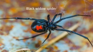 Cholinergic neurotransmission (1)