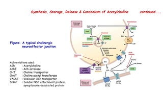 Cholinergic neurotransmission (1)