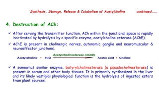 Cholinergic neurotransmission (1)