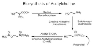 CHOLINERGIC NEUROTRANSMITTERS.pptx