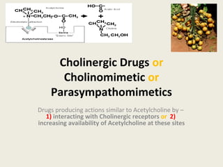 Cholinergic Drugs or Cholinomimetic or
Parasympathomimetics
Drugs producing actions similar to Acetylcholine by – 1) interacting
with Cholinergic receptors or 2) increasing availability of
Acetylcholine at these sites
 