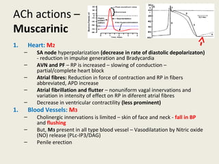 ACh actions –
Muscarinic
1. Heart: M2
– SA node hyperpolarization (decrease in rate of diastolic depolarizaton) - reduction in
impulse generation and Bradycardia
– AVN and PF – RP is increased – slowing of conduction – partial/complete heart block
– Atrial fibres: Reduction in force of contraction and RP in fibers abbreviated, APD
increase
– Atrial fibrillation and flutter – nonuniform vagal innervations and variation in intensity
of effect on RP in diferent atrial fibres
– Decrease in ventricular contractility (less prominent)
1. BloodVessels: M3
– Cholinergic innervations is limited – skin of face and neck - fall in BP and flushing
– But, M3 present in all type blood vessel –Vasodilatation by Nitric oxide (NO) release
(PLc-IP3/DAG)
– Penile erection
 