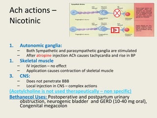Ach actions –
Nicotinic
1. Autonomic ganglia:
– Both Sympathetic and parasympathetic ganglia are stimulated
– After atropine injection ACh causes tachycardia and rise in BP
1. Skeletal muscle
– IV injection – no effect
– Application causes contraction of skeletal muscle
3. CNS:
– Does not penetrate BBB
– Local injection in CNS – complex actions
(Acetylcholine is not used therapeutically – non specific)
Bethanecol Uses: Postoperative and postpartum urinary obstruction, neurogenic
bladder and GERD (10-40 mg oral), Congenital megacolon
 