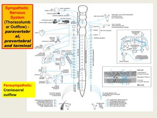 Sympathetic
Nervous System
(Thoracolumbar
Outflow) -
paravertebral,
prevertebral and
terminal
Parasympathetic:
Craniosacral
outflow
 