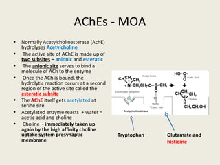 AChEs - MOA
• Normally Acetylcholinesterase (AchE) hydrolyses
Acetylcholine
• The active site of AChE is made up of two
subsites – anionic and esteratic
• The anionic site serves to bind a molecule of
ACh to the enzyme
• Once the ACh is bound, the hydrolytic reaction
occurs at a second region of the active site called
the esteratic subsite
• The AChE itself gets acetylated at serine site
• Acetylated enzyme reacts + water = acetic acid
and choline
• Choline - immediately taken up again by the
high affinity choline uptake system presynaptic
membrane
Glutamate and
histidine
Tryptophan
 