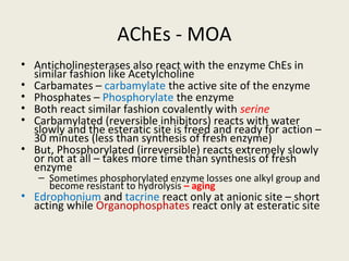AChEs - MOA
• Anticholinesterases also react with the enzyme ChEs in similar fashion like
Acetylcholine
• Carbamates – carbamylate the active site of the enzyme
• Phosphates – Phosphorylate the enzyme
• Both react similar fashion covalently with serine
• Carbamylated (reversible inhibitors) reacts with water slowly and the esteratic site
is freed and ready for action – 30 minutes (less than synthesis of fresh enzyme)
• But, Phosphorylated (irreversible) reacts extremely slowly or not at all – takes more
time than synthesis of fresh enzyme
– Sometimes phosphorylated enzyme losses one alkyl group and become resistant to
hydrolysis – aging
• Edrophonium and tacrine react only at anionic site – short acting while
Organophosphates react only at esteratic site
 