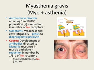 Myasthenia gravis
(Myo + asthenia)
• Autoimmune disorder affecting 1 in
10,000 population (?) – reduction in
number of NM receptors
• Symptoms: Weakness and easy
fatigability – ptosis to diaphragmatic
paralysis
• Causes: Development of antibodies
directed to Nicotinic receptors in
muscle end plate – reduction in
number by 1/3rd of NM receptors
• Structural damage to NM junction
 