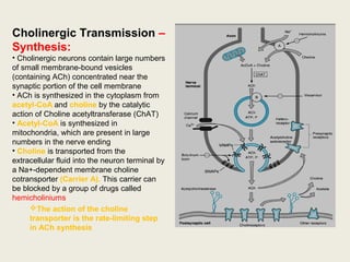 Cholinergic Transmission –
Synthesis:
• Cholinergic neurons contain large numbers of
small membrane-bound vesicles (containing
ACh) concentrated near the synaptic portion of
the cell membrane
• ACh is synthesized in the cytoplasm from
acetyl-CoA and choline by the catalytic action
of Choline acetyltransferase (ChAT)
• Acetyl-CoA is synthesized in mitochondria,
which are present in large numbers in the
nerve ending
• Choline is transported from the extracellular
fluid into the neuron terminal by a Na+-
dependent membrane choline cotransporter
(Carrier A). This carrier can be blocked by a
group of drugs called hemicholiniums
The action of the choline transporter
is the rate-limiting step in ACh
synthesis
 
