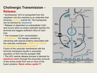 Cholinergic Transmission –
Release:
• Synthesized, ACh is transported from the
cytoplasm into the vesicles by an antiporter that
removes protons (carrier B). This transporter can
be blocked by vesamicol
• Release is dependent on extracellular Ca2+
•and occurs when an action potential reaches the
terminal and triggers sufficient influx of Ca2+
ions
• The increased Ca2+
concentration "destabilizes"
the storage vesicles by interacting with special
proteins associated with the vesicular membrane
(VAMPs and SNAP- synaptosome associated
protein)
Fusion of the vesicular membranes with the
terminal membrane results in exocytotic expulsion
of ACh into the synaptic cleft
• The ACh vesicle release process is blocked by
botulinum toxin through the enzymatic removal of
two amino acids from one or more of the fusion
proteins. Black widow spider??
 